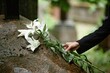 © Seventyfour - Close up on hand of senior woman placing white lilies on rain wet stone of memorial monument at grave in cemetery commemorating departed loved one, copy space