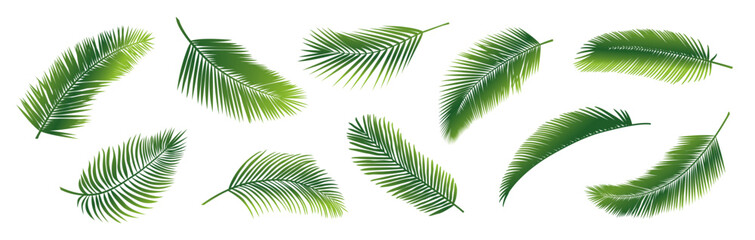 coconut leaf palm leaves silhouette green outline vector graphic design illustration art tropical su