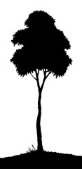 Sticker - Vector drawing. Big tall tree