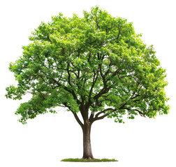 Wall Mural - png lush green tree on white