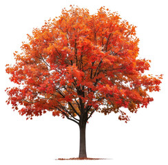 Wall Mural - png vibrant autumn tree isolated.
