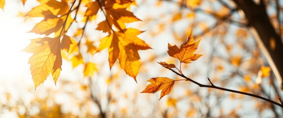 Poster - Golden Autumn Leaves