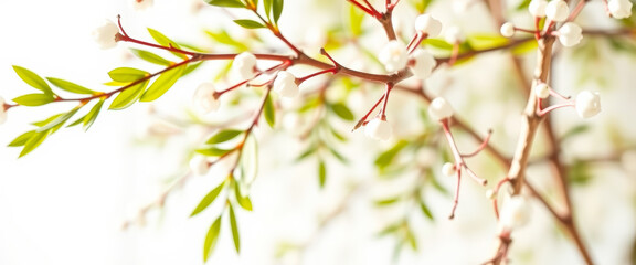 Sticker - White Blossoms and Green Leaves on a Branch