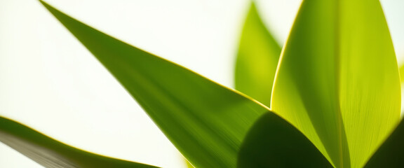 Canvas Print - Green Leaf Abstract