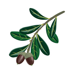 vector drawing branch of southern live oak tree with green leaves and acorns , quercus virginiana is