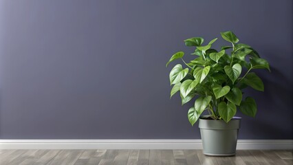 Wall Mural - A potted plant with green heart-shaped leaves against a purple wall