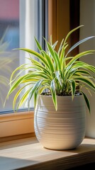 Canvas Print - a potted spider plant by the window in minimalist style of indoor plants