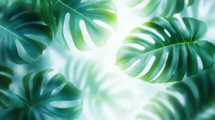 Wall Mural - bright green leaves of exotic plant in sunlight, background