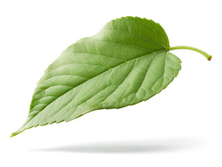 Aufkleber - Apple_leaf_isolated_on_white_background,_clipping_path,_full_depth_of_field