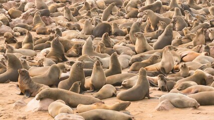 Wall Mural - timelapse video of cape fur seals (arctocephalus pusillus) moving in the seal colony at cape cross i