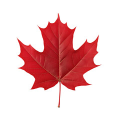 red maple leaf isolated on white