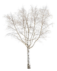 Bare birch tree with white bark in winter isolated on transparent background