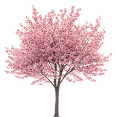 blooming cherry blossom tree in full bloom during spring season isolated on transparent background