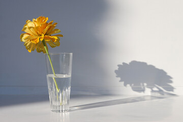 Wall Mural - Flower Zinnia in glass vase with shadow. Blooming beautiful yellow flower Zinnia.