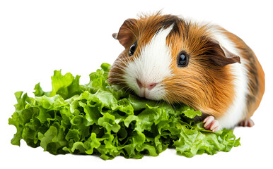 Guinea pig enjoying fresh lettuce in a bright, cozy setting isolated on transparent background