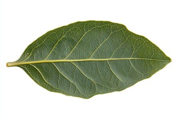 Poster - Ang Fui Chao herbal leaves with Gymnanthemum extensum scientific name on white background.