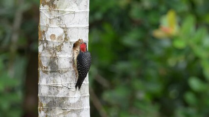 Wall Mural - woodpecker from costa rica, black-cheeked woodpecker, melanerpes pucherani, sitting on the tree trun