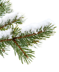 Wall Mural - snow-covered pine branch in a winter landscape during daylight isolated on transparent background