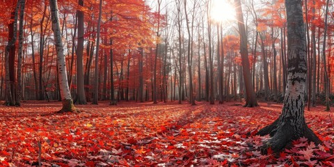 Poster - Scenic maple forest glade blanketed with red autumn leaves under the shimmering sunlight