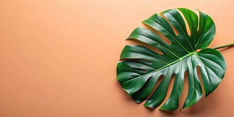 Fresh monstera leaf background, botanical, tropical, lush, greenery, nature, vibrant, exotic, foliage, vibrant