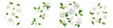falling gardenia flowers on white background,transparent background