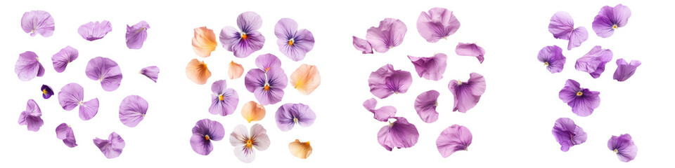 Wall Mural - falling pansy petals on white background,transparent background