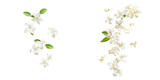 falling stephanotis flowers on white background,transparent background