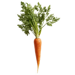 Fresh orange carrots with green tops, cut out transparent