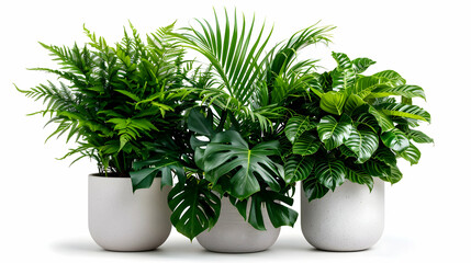 Wall Mural - Set Lush Green Tropical Plants Bushes Monstera