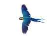 © Passakorn - Colorful flying Blue and Gold Macaw parrot isolated on transparent background png file