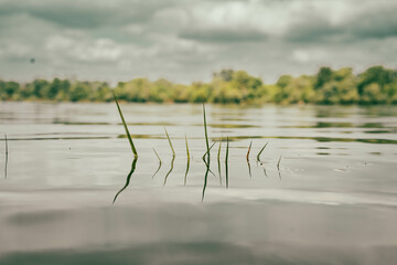 Close-up of river weed, showcasing tangled green strands with natural waterborne textures, ideal for aquatic themes, nature backgrounds, or environmental projects.
