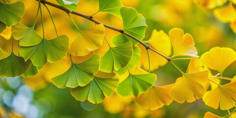 Sticker - Yellow and green ginkgo leaves create a vibrant natural background , nature, ginkgo, leaves, yellow, green, background