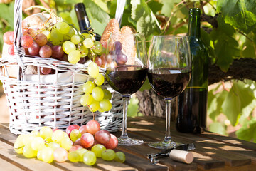 Wall Mural - Red wine ripe grapes and picnic basket on table in vineyard