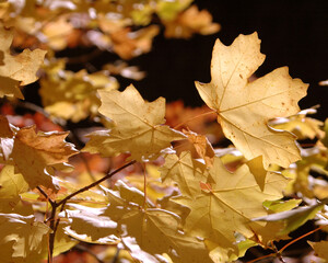 maple leaves in autumn