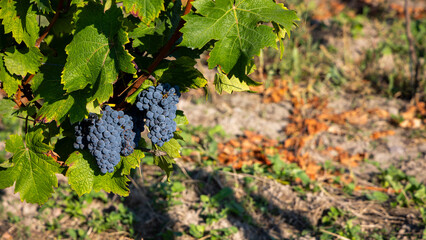 Mature dark blue grapes ready to be picked from the bush. Photo of the vineyard taken on a sunny day