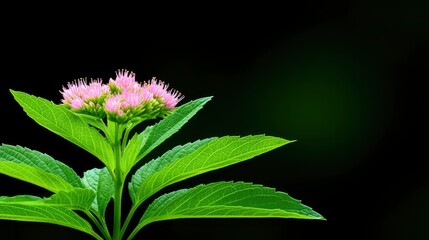 Wall Mural - Pink Flowers with Green Leaves on a Black Background