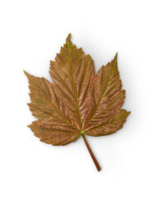 maple leaf with shadow isolated on transparent background