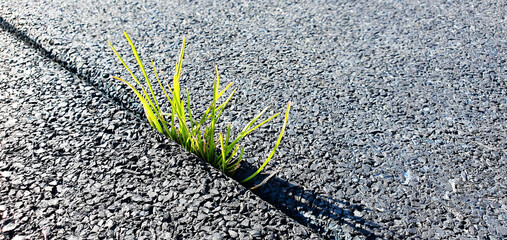 Grass is sprouting through the asphalt pavement. Plant survival, green grass sprouts through pavement.