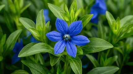 Poster - Close-Up of a Blue Flower Blooming in a Garden