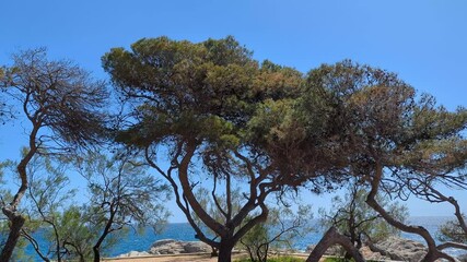 Wall Mural - Spain. Catalunya. 2024. A beautiful coastal view reveals trees swaying gently in the breeze. Nature offers peace and tranquility. Enjoy stunning landscapes by the sea