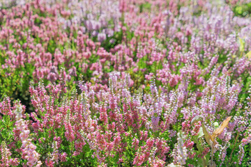  Beautiful pink flowers Calluna vulgaris. common heather, ling, heather.