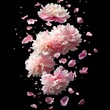 © Kakabe - Pink peonies in full bloom against a black background create a stunning visual for floral-themed designs, wedding invitations, or spring promotions