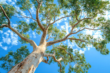 Red Gum tree against blue sky.