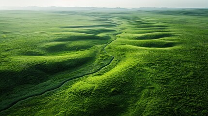 A vast grassland with pathways created by animals, the natural patterns adding texture to the landscape