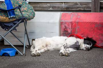 Sheepdog mix puppy sleeping on the floor at a race track, Image shows a race team mascot laying on the asphalt sleeping by the side of the track