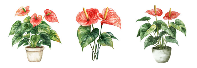 Set of Isolated Watercolor Illustrations of Anthurium Plant in a Pot with Red Flowers and Green Leaves