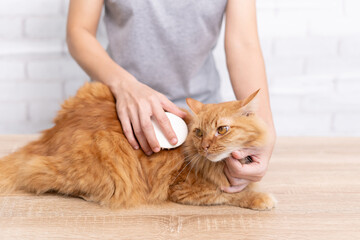 ginger cat sitting on the table, women scratching the cat's chin and holding a pet hair brush remove