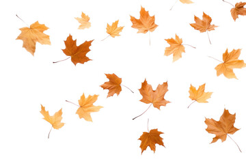 Canvas Print - PNG Autumn leaves maple backgrounds plant.