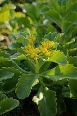 Poster - Close-up of yellow stonecrop flowers with green leaves.
