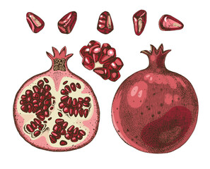 Poster - Pomegranate fruits and seeds hand drawn vector